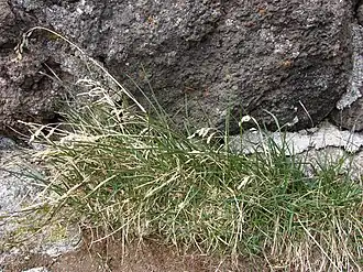 Мятлик луговой. Типовой вид рода. Общий вид растения