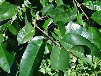 Chrysophyllum oliviforme