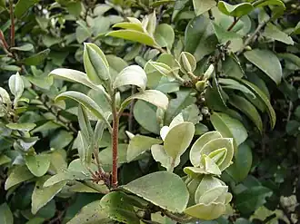 Diospyros sandwicensis