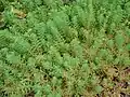 Уруть бразильская (Myriophyllum aquaticum)