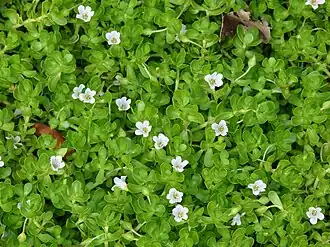 Bacopa monnieri