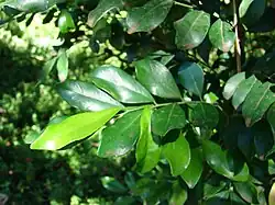 Непарноперистый лист муррайи метельчатой