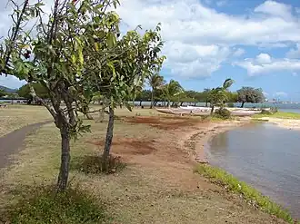 Heritiera littoralis