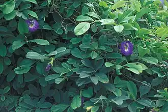 Clitoria ternatea