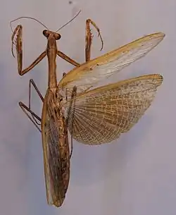 Statilia nemoralis