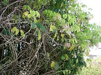 Стаунтония шестилистная