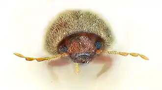 Голова крупным планом