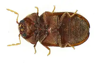 Нижняя сторона тела