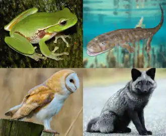 Сверху: зелёная литория, акантостега;Снизу: обыкновенная сипуха, обыкновенная лисица