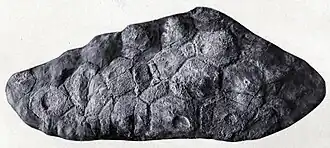 Остеодермы из области таза