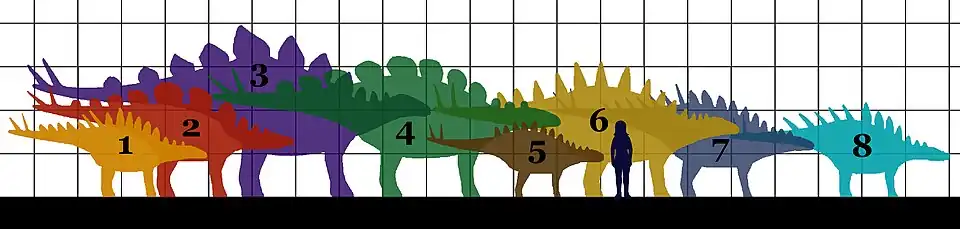 Сравнительные размеры видов стегозавров (клетка — 1 метр): 1. Huayangosaurus, 2. Hesperosaurus, 3. Стегозавр, 4. Вуерозавр, 5. Gigantspinosaurus, 6. Tuojiangosaurus, 7. Lexovisaurus, 8. Кентрозавр