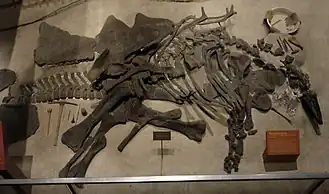 Голотип S. stenops (Национальный музей естественной истории, Вашингтон)