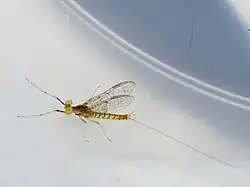 Имаго Stenacron interpunctatum (самец)