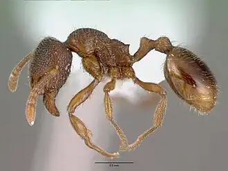 Рабочий Stenamma debile