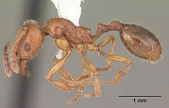 Муравей Stenamma foveolocephalum