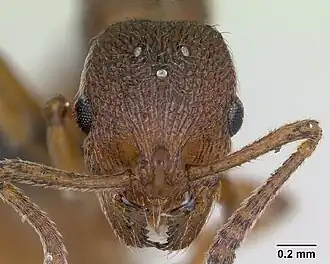 Стенамма Вествуда