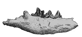 Фрагмент нижней челюсти Stenogale intermedia