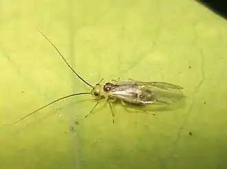 Stenopsocus stigmaticus