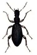 Stenosis brenthoides
