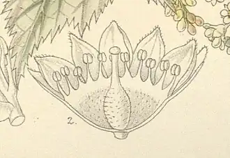 Цветок в разрезе. Curtis’s botanical magazine, tab. 7593 (1898)