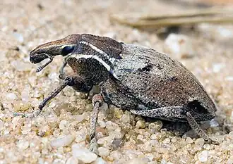 Stephanocleonus tetragrammus