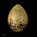 яйцо Stercorarius longicaudus - Тулузский музей