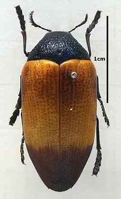 Sternocera hunteri