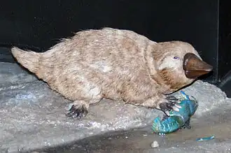 Одна из возможных реконструкций внешнего вида.Австралийский музей, Сидней