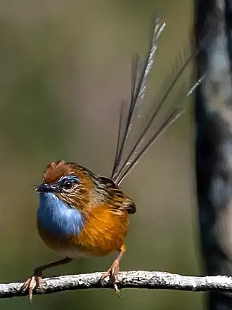 Краснолобый мягкохвостый малюр (Stipiturus malachurus)
