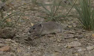 Alticola stoliczkanus близ оз. Пангонг-Цо, Ладакх, Индия