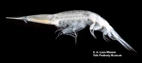 Streetsia challengeri (Oxycephalidae)