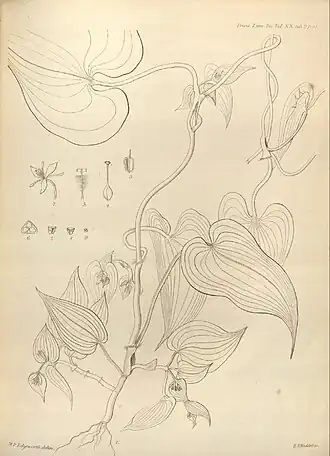 Стрептолирион вьющийся