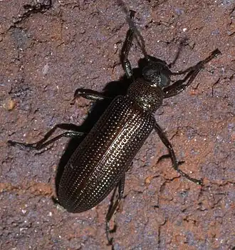 Чернотелка Strongylium crenatum