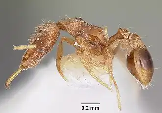 Strumigenys edaragona