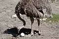 Самка африканского страуса с яйцом