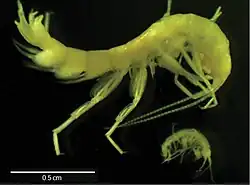 Stygobromus allegheniensis