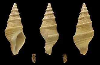 Раковина Suavodrillia kennicotti