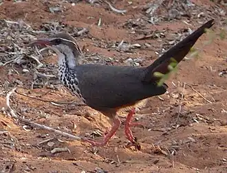 Самец монии