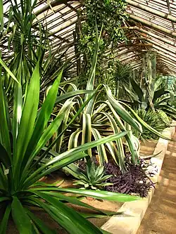 Коллекция агав в субтропической оранжерее в Ботаническом саду Санкт-Петербурга