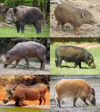 1-й ряд: кабан (Sus scrofa), карликовая свинья (Porcula salvania);
2-й ряд: Babyrousa celebensis, большая лесная свинья (Hylochoerus meinertzhageni);
3-й ряд: обыкновенный бородавочник (Phacochoerus africanus), кистеухая свинья (Potamochoerus porcus)