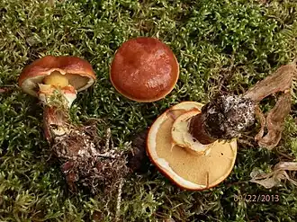 Группа плодовых тел.Штат Мэн, США