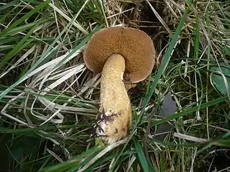 Маслёнок кедровый