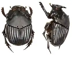 Sulcophanaeus faunus — самка