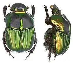 Sulcophanaeus menelas