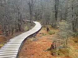 Типичная дощатая тропа в Новой Зеландии