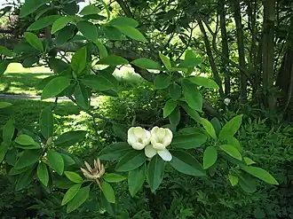 Магнолия виргинская. Типовой вид рода. Общий вид растения
