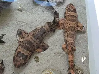 Калифорнийская раздувающаяся акула