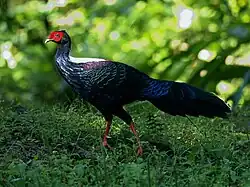 Свайнова лофура