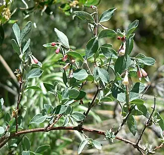 Снежноягодник горолюбивый