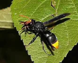 Synagris maxillosa